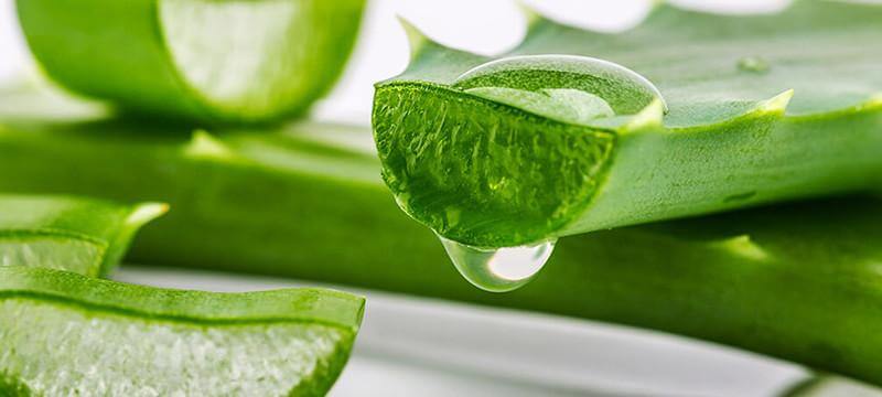 aloe-vera-header_1000x2000.jpg